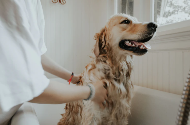 grooming dog
