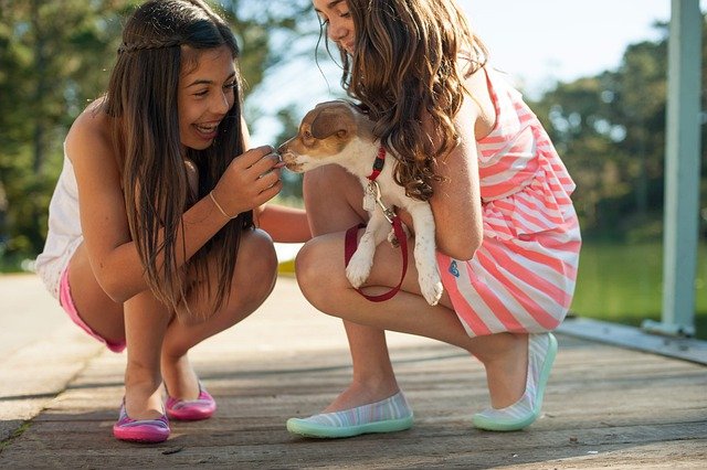 playing with a dog
